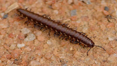 Millipedes beat vertebrates onto land by 80 million years, and a new family tree shows these tiny decomposers shaped Earth's first ecosystems