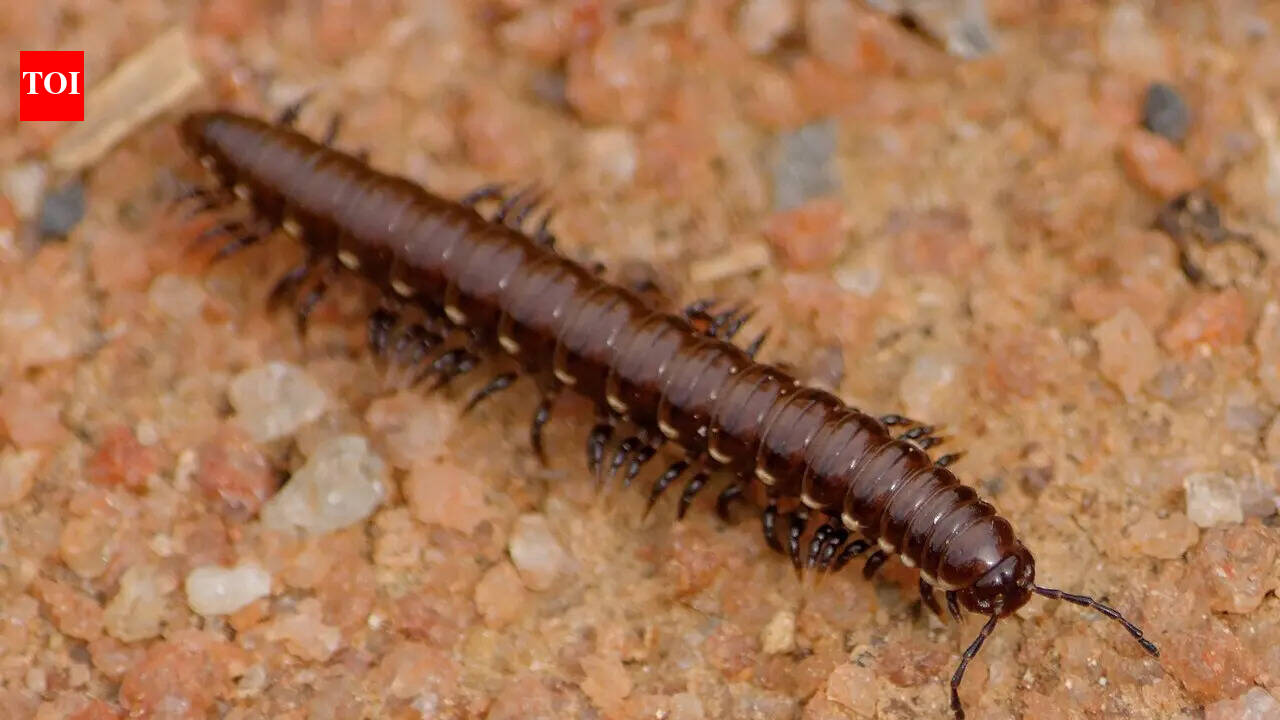 Millipedes beat vertebrates onto land by 80 million years, and a new family tree shows these tiny decomposers shaped Earth's first ecosystems