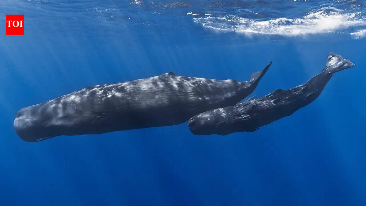 Courtrooms are becoming a new battleground for whales, and in New Zealand, a proposed bill could recognise them as legal persons
