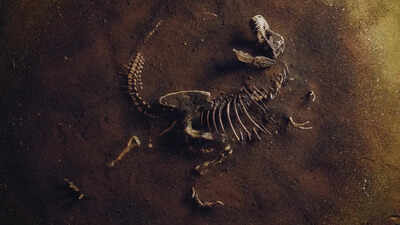  8 Indian dinosaur names