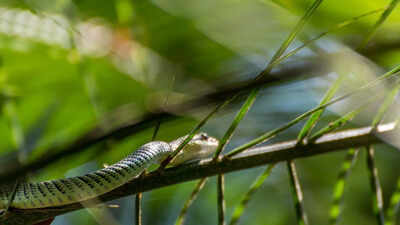 Can snakes really fly? 5 surprising facts about flying snakes