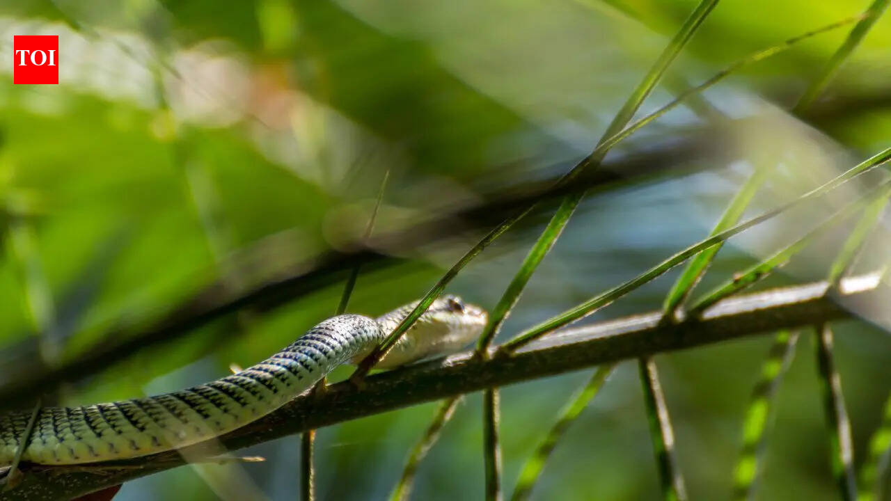 Can snakes really fly? 5 surprising facts about flying snakes