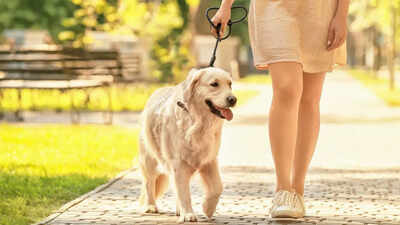 Before you take your pet outside, read this immediately to keep it safe