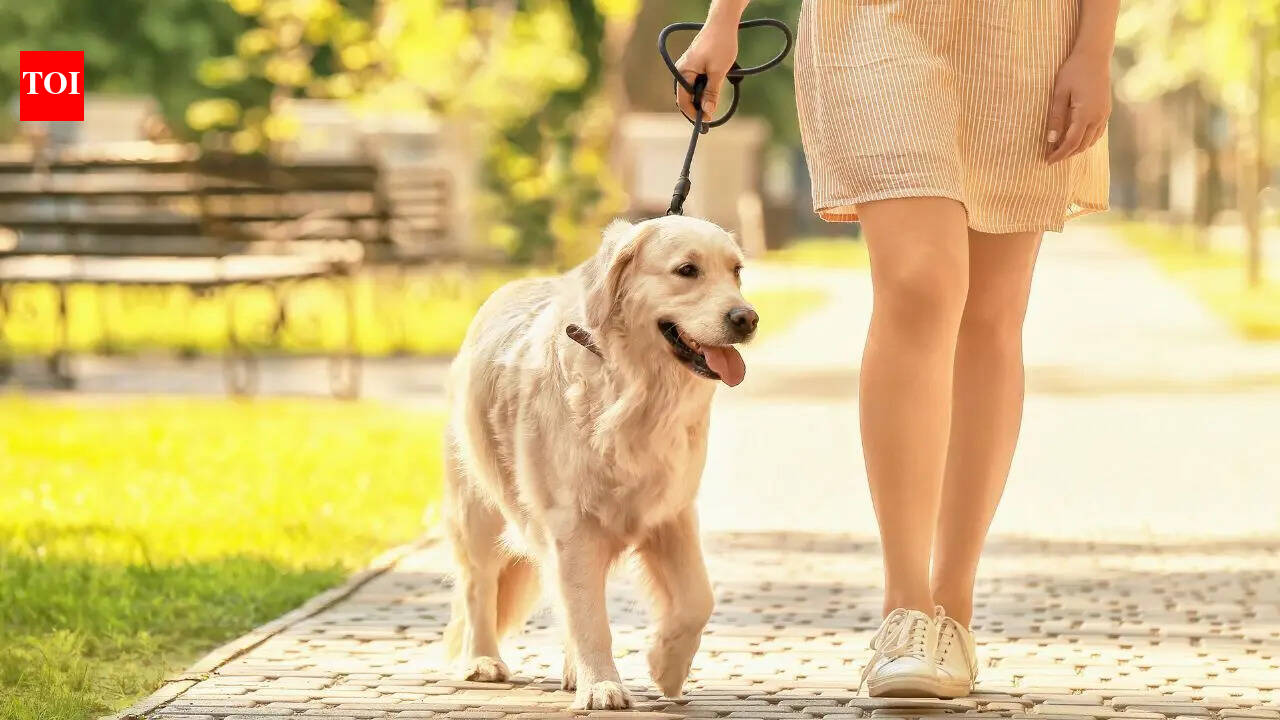 Before you take your pet outside, read this immediately to keep it safe