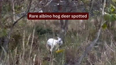 Rare albino hog deer spotted in Kaziranga, Assam: Why this extraordinary sighting is exciting wildlife travellers