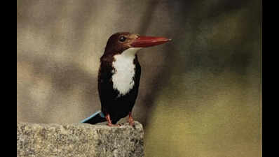 Tamil Nadu wetland bird population on the rise: Data