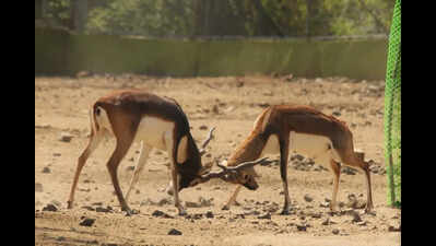 Blackbucks to quick for capture