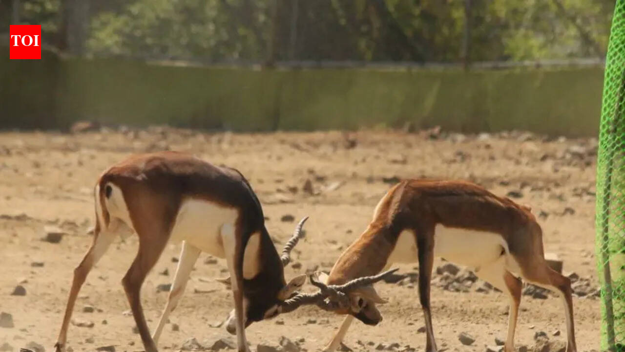 Blackbucks to quick for capture