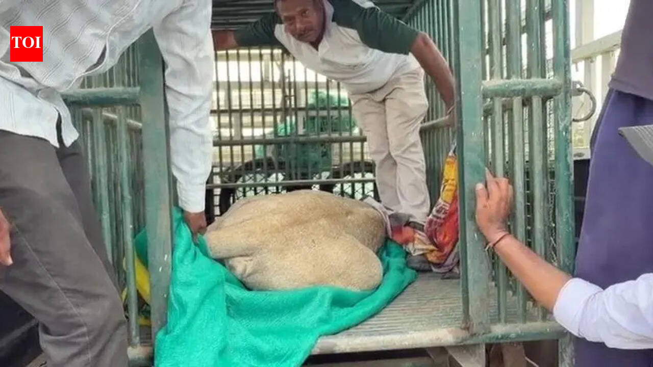Dhaba worker found dead, lions seen feeding on body | Rajkot News - The ...