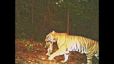 As Zeenat & cubs shift base, more camera traps follow its movement