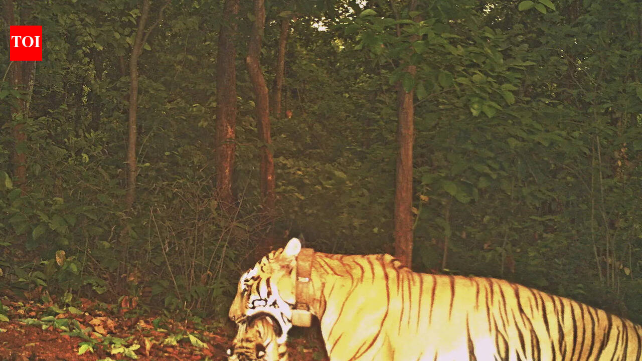 As Zeenat & cubs shift base, more camera traps follow its movement