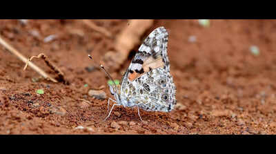 Rare butterfly spotted in Sivaganga, indicates migratory pattern