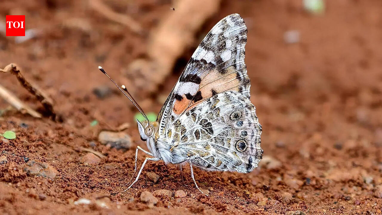 Rare butterfly spotted in Sivaganga, indicates migratory pattern