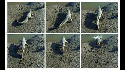 From crawl to gallop: Kutch croc breaks speed stereotype