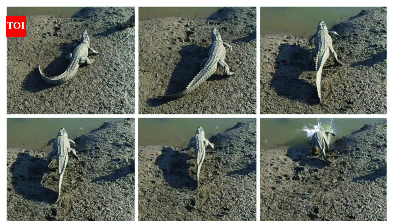 From crawl to gallop: Kutch croc breaks speed stereotype