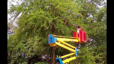 Three corporators accuse CCP of selective approach while trimming trees