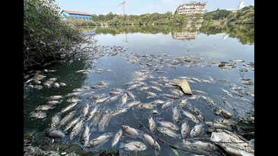 Mala Lake sewage fix still incomplete, HC told