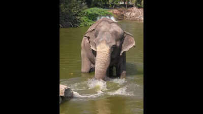 Elephant ‘Mahadevi’ set to return to Kolhapur after 11 months at Vantara