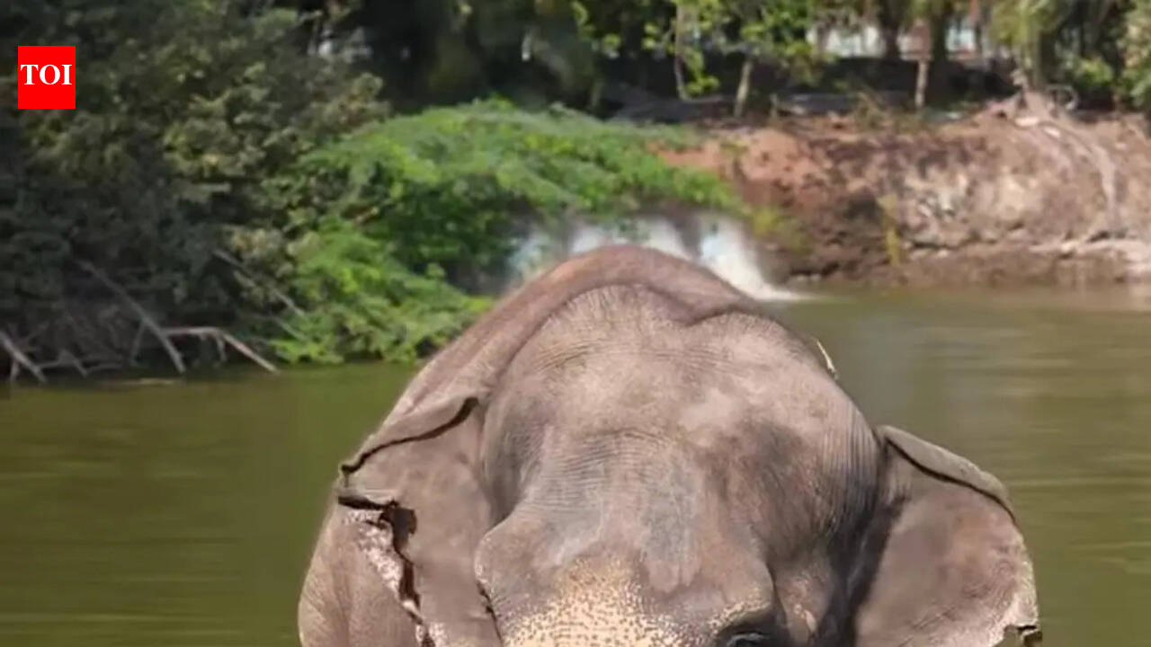 Elephant ‘Mahadevi’ set to return to Kolhapur after 11 months at Vantara