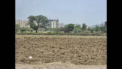 Delayed monsoon threatens sowing of pulses in Pune district