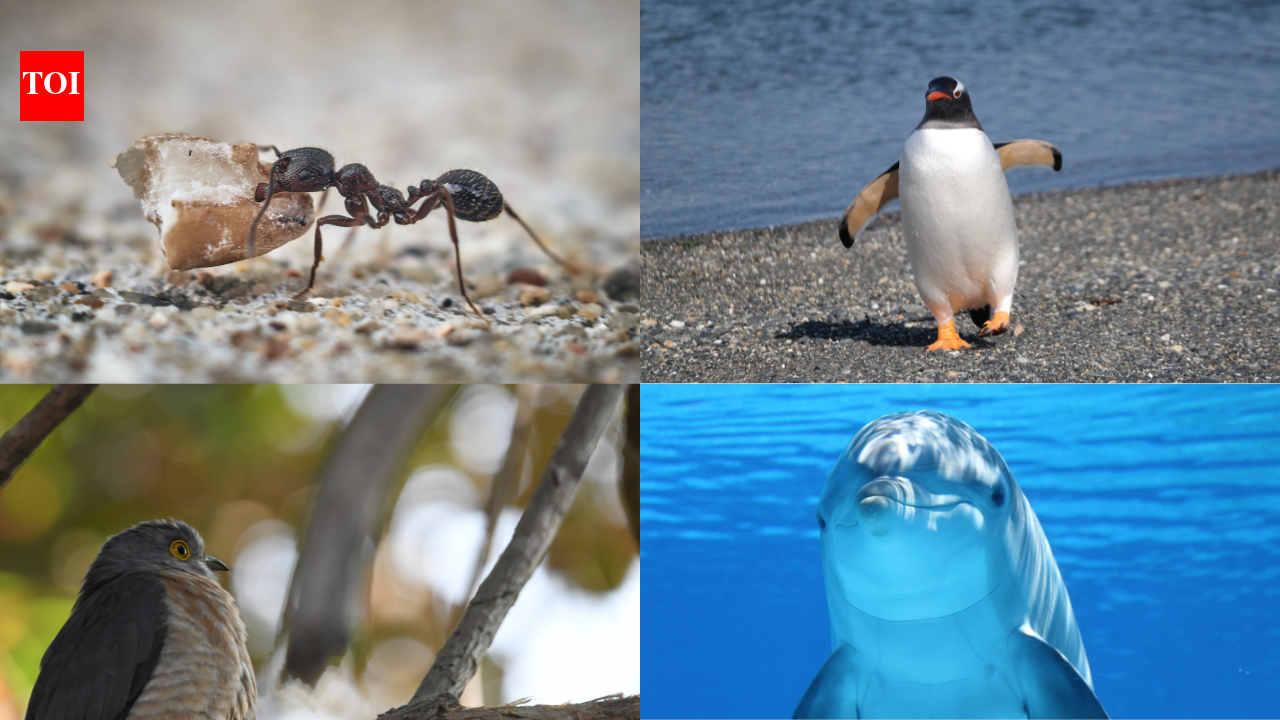 5 astonishing animal species that kidnap, abduct and steal young in the wild