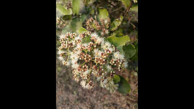 Eco asset as a fruit, tree, bhendsam on a vanishing train in Goa’s markets