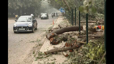 HC curbs prompt fresh survey of trees along new metro corridor in Gurgaon