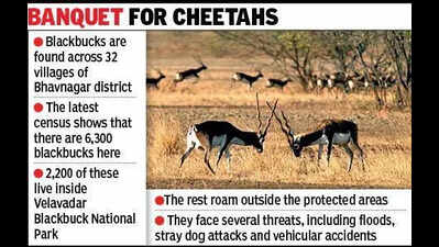 Bhavnagar to send 500 blackbucks to Banni
