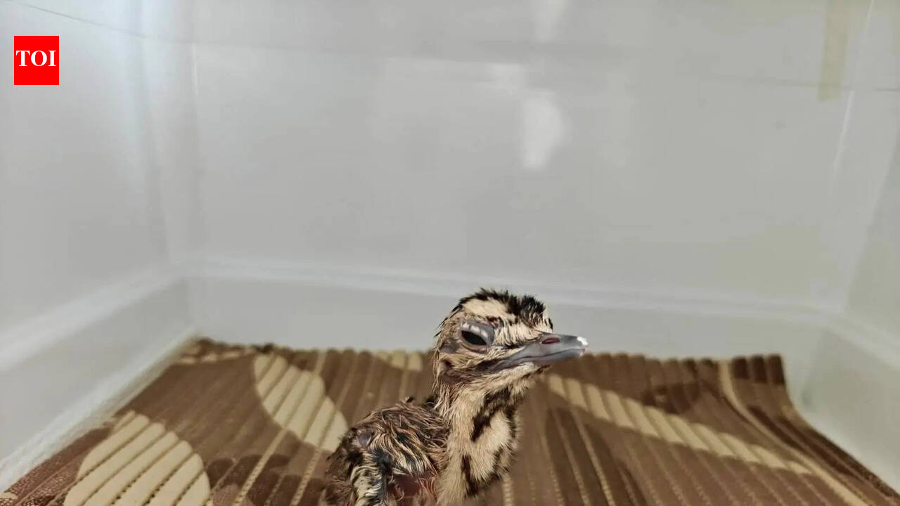 Three Great Indian Bustard chicks hatched under Project GIB