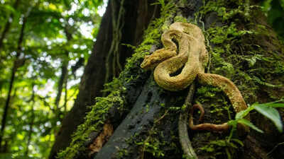 The world's deadliest snakes are hiding in these forests—and you will never see them coming
