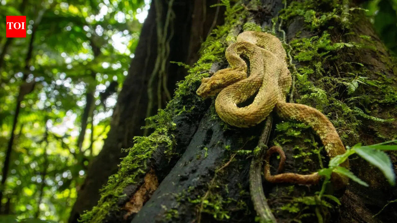 The world's deadliest snakes are hiding in these forests—and you will never see them coming