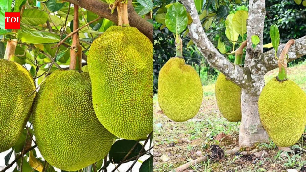 How to grow Jackfruit tree at home: A step-By-step beginner’s guide for a healthy harvest