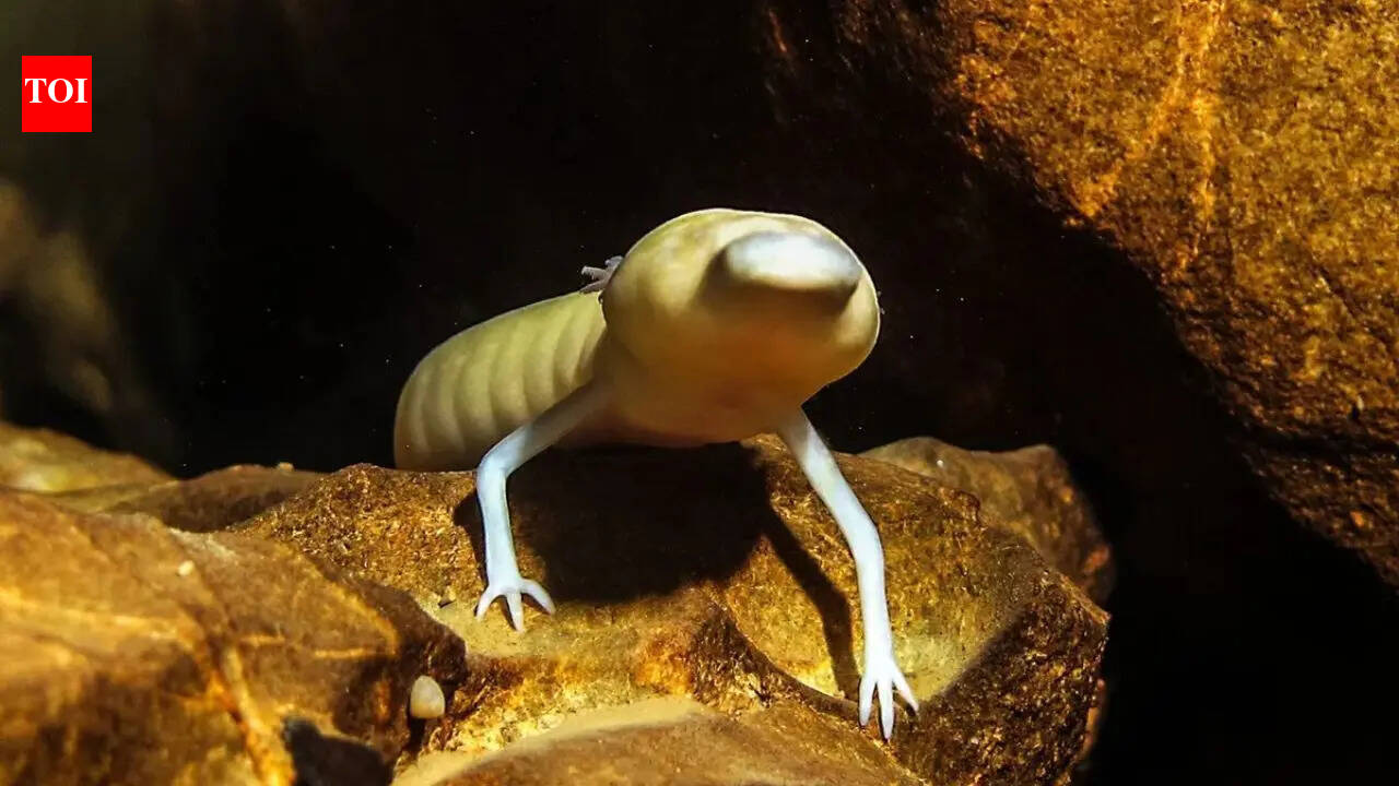Hidden beneath the Kalahari Desert is a 264-metre-deep underground lake where blind animals thrive in darkness