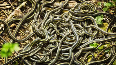 This place witnesses the largest gathering of snakes in the world and why travellers flock to experience it