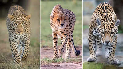  How to tell these spotted cats apart at a glance