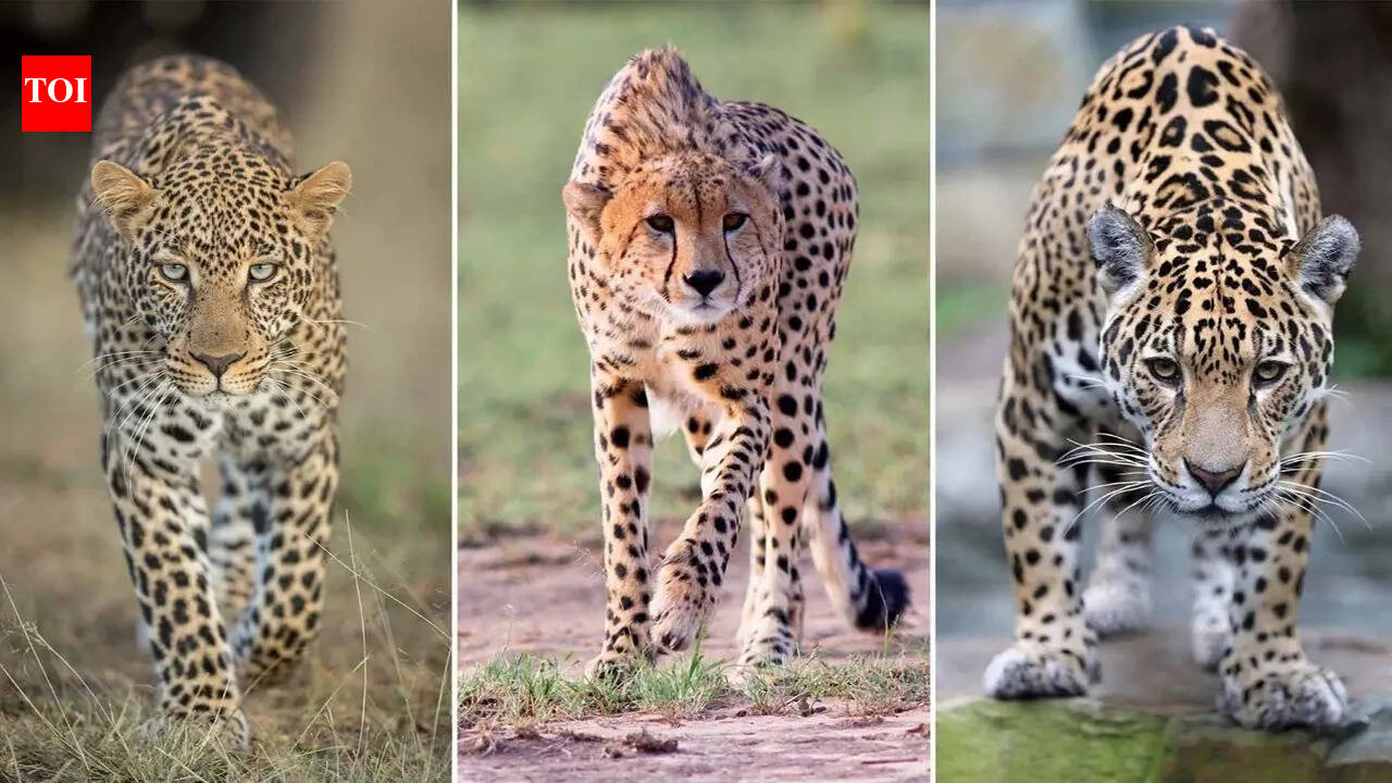 Cheetah vs Leopard vs Jaguar: How to tell these spotted cats apart at a glance