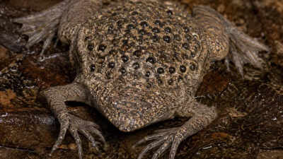 Meet the Surinam Toad: World's most unusual frog that gives birth through its back