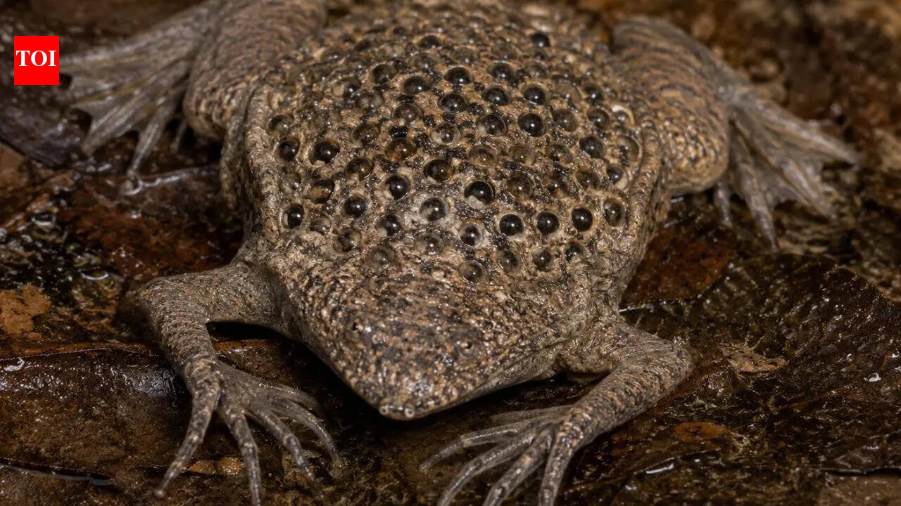 Meet the Surinam Toad: World's most unusual frog that gives birth through its back