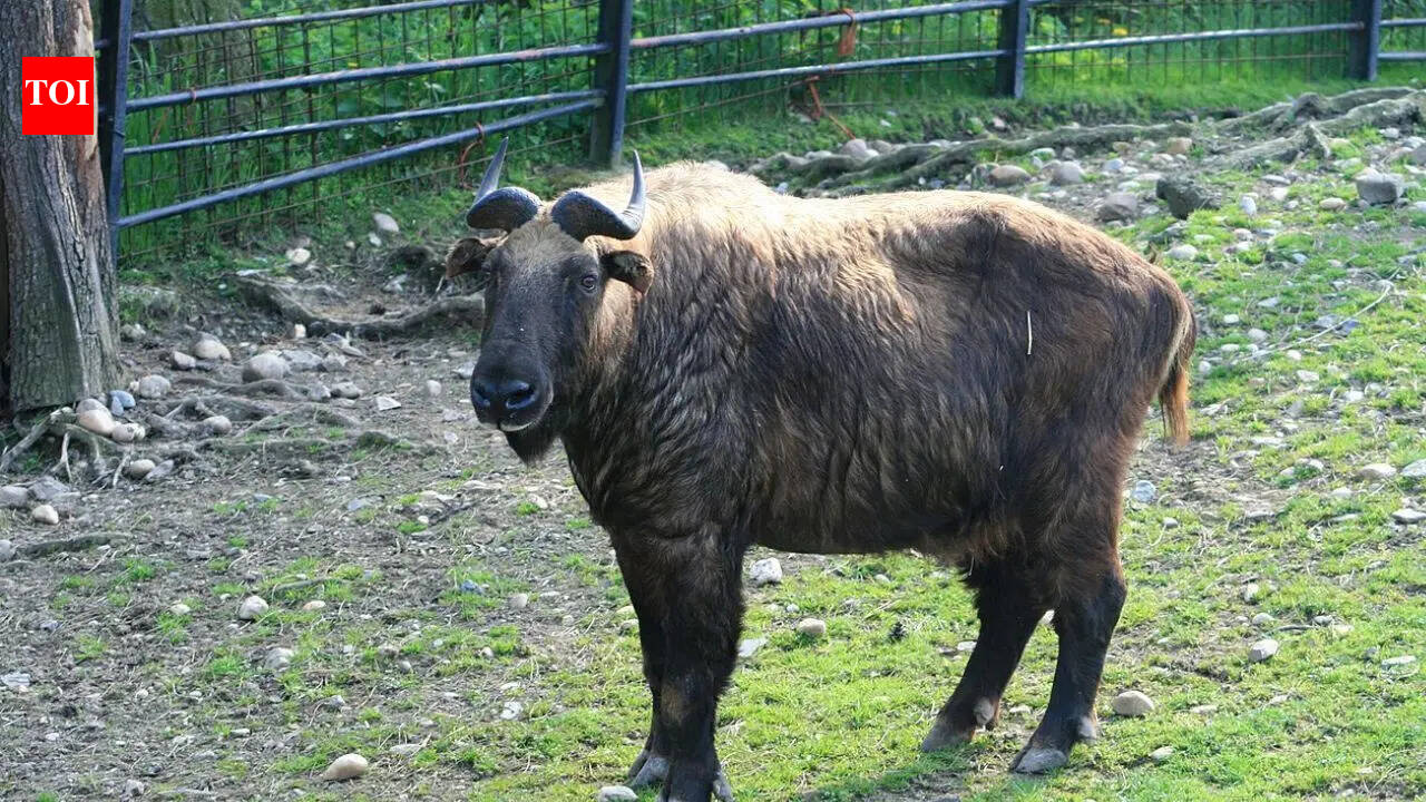 Rare Mishmi takin herd spotted in Sikkim: All about the mysterious Himalayan mammal