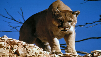 Scientists tracked 36 mountain lions in the Santa Cruz Mountains and found they avoided busy trails before people arrived