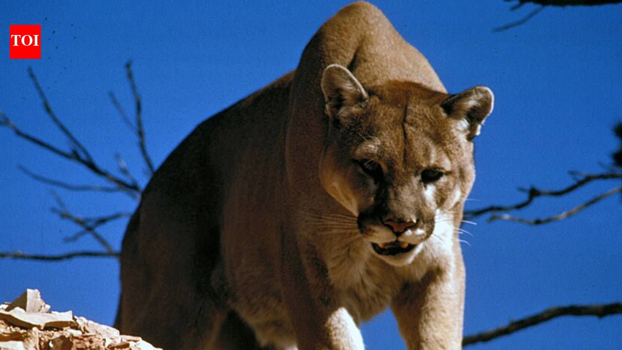 Scientists tracked 36 mountain lions in the Santa Cruz Mountains and found they avoided busy trails before people arrived
