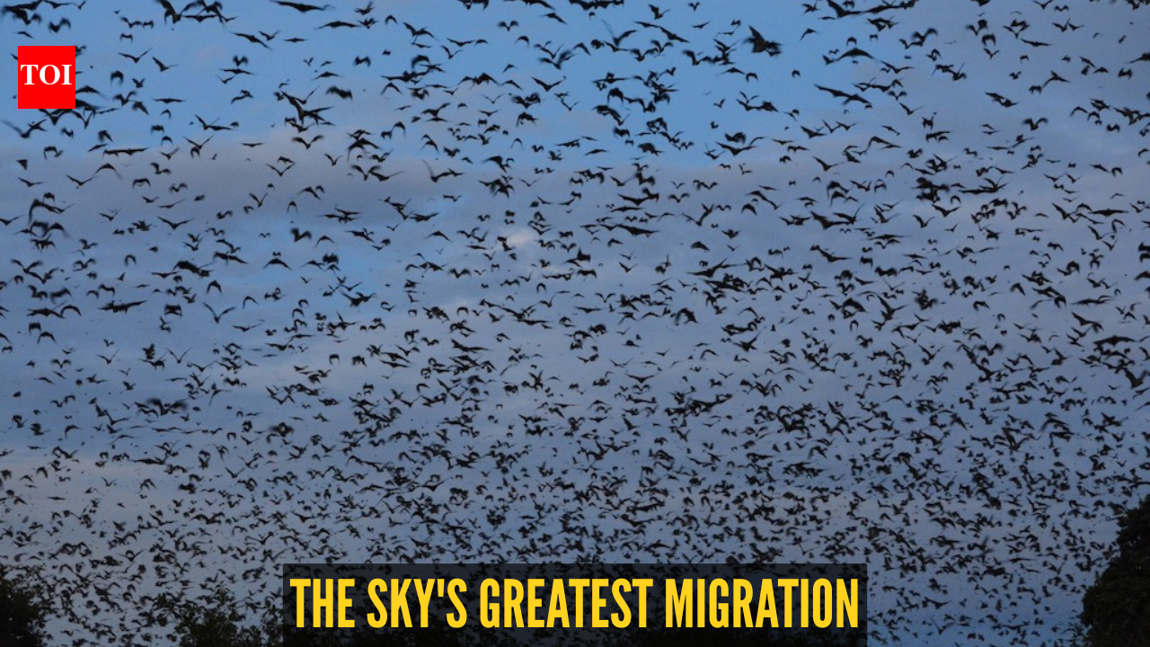 The world’s largest mammal migration happens in the sky; here's all you need to know