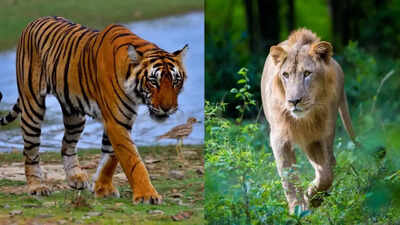  Who would win in strength, speed and hunting skills?