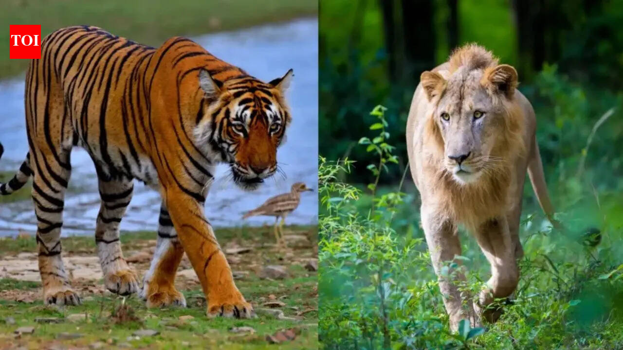 Tiger vs lion: Who would win in strength, speed and hunting skills?