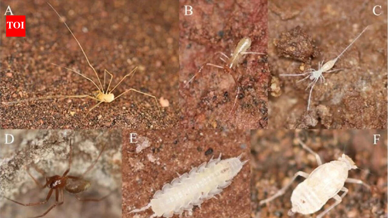 Hidden beneath Patagonia’s arid lowlands, scientists found a cave system in Argentina with 26 cave-restricted species, and the biggest threats may be mining, tourism, and drying groundwater, not the darkness itself