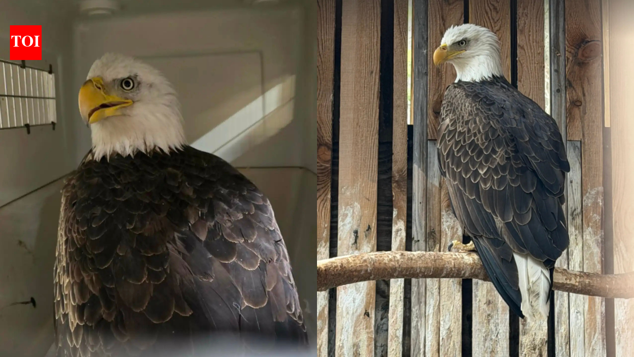 A driver thought a bald eagle was sleeping by the roadside, then he realised she was fighting for her life
