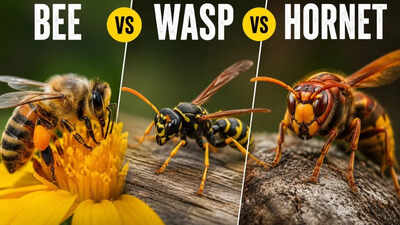  Key differences in appearance, nests, diet, stings and ecological importance