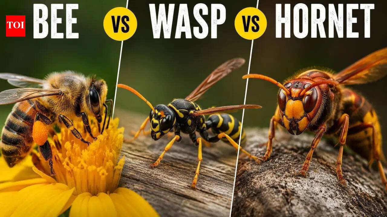 Bees vs Wasps vs Hornets: Key differences in appearance, nests, diet, stings and ecological importance