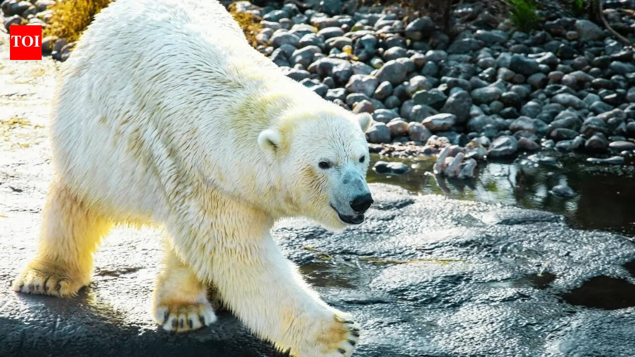 Watch: Viral video captures man escaping charging polar bear in Arctic ghost town