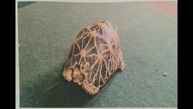 Two held for star tortoise sale in Madikeri